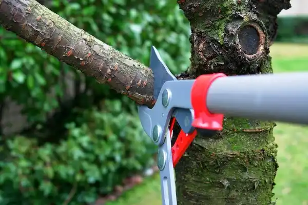 tree services Norfolk